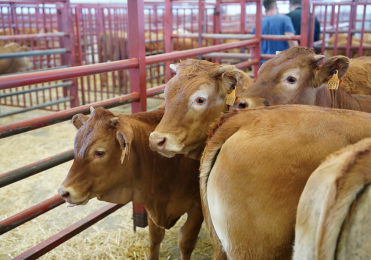 El mercado de ganados de Salamanca se celebra este lunes, con reservas para 604 cabezas.
