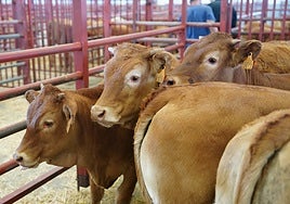El mercado de ganados de Salamanca se celebra este lunes, con reservas para 604 cabezas.