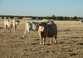 Vacas, en una finca sin pastos.