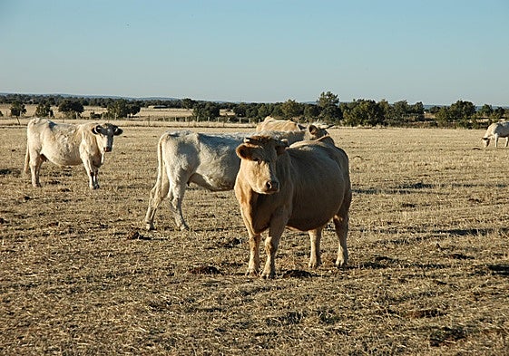 Vacas, en una finca sin pastos.