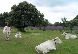 Varias vacas, en el campo.