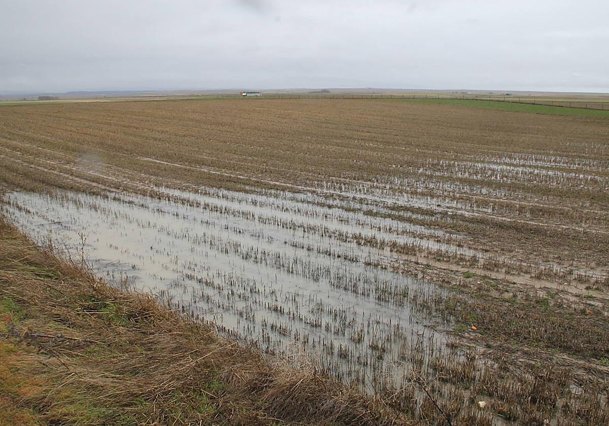 Imagen de una zona del campo salmantino afectada por la lluvia.