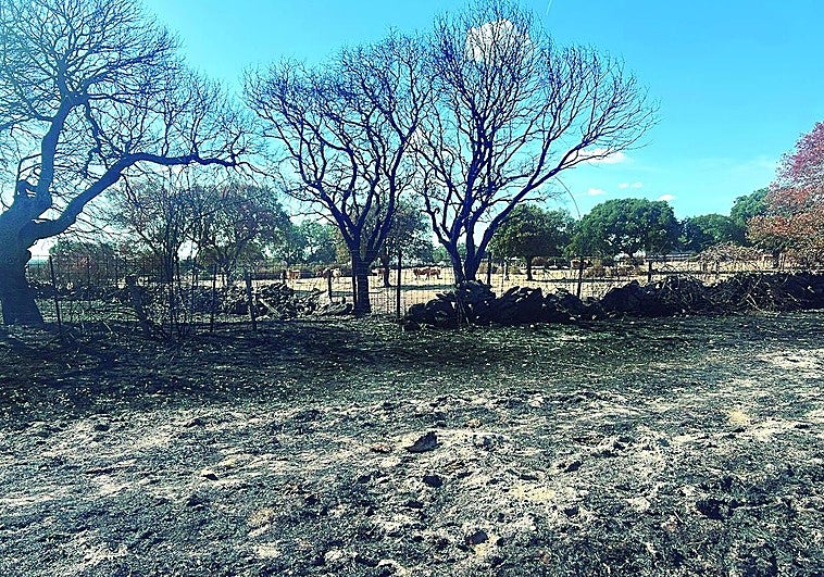 Estado actual de una finca en las proximidades de Pedernales, con las vacas al fondo.