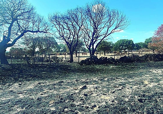 Estado actual de una finca en las proximidades de Pedernales, con las vacas al fondo.