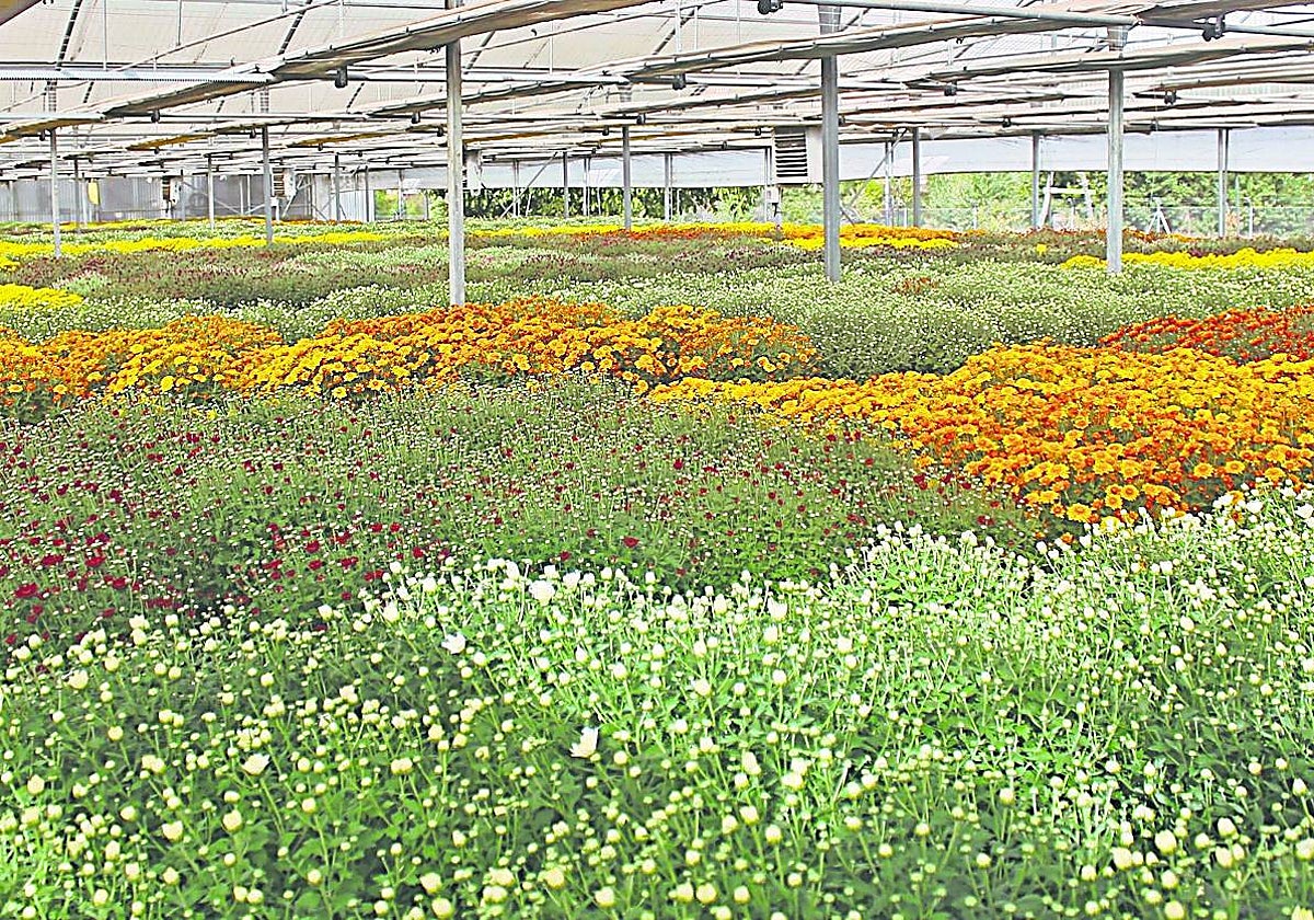Viveros El Arca ofrece a todos sus clientes una gran variedad de plantas.