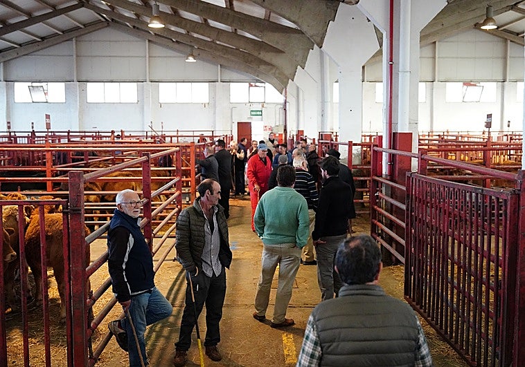 Mercado de ganados de Salamanca celebrado el pasado día 20.