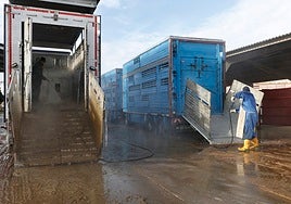 Desinfección de camiones en el mercado de ganados de Salamanca, ahora suspendido.