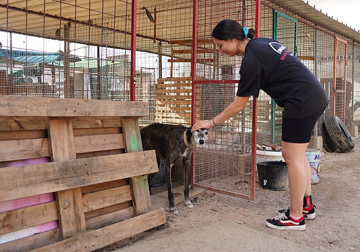Una voluntaria acaricia a un perro en un refugio de una protectora salmantina.