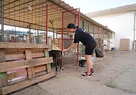 Una voluntaria acaricia a un perro en un refugio de una protectora salmantina.