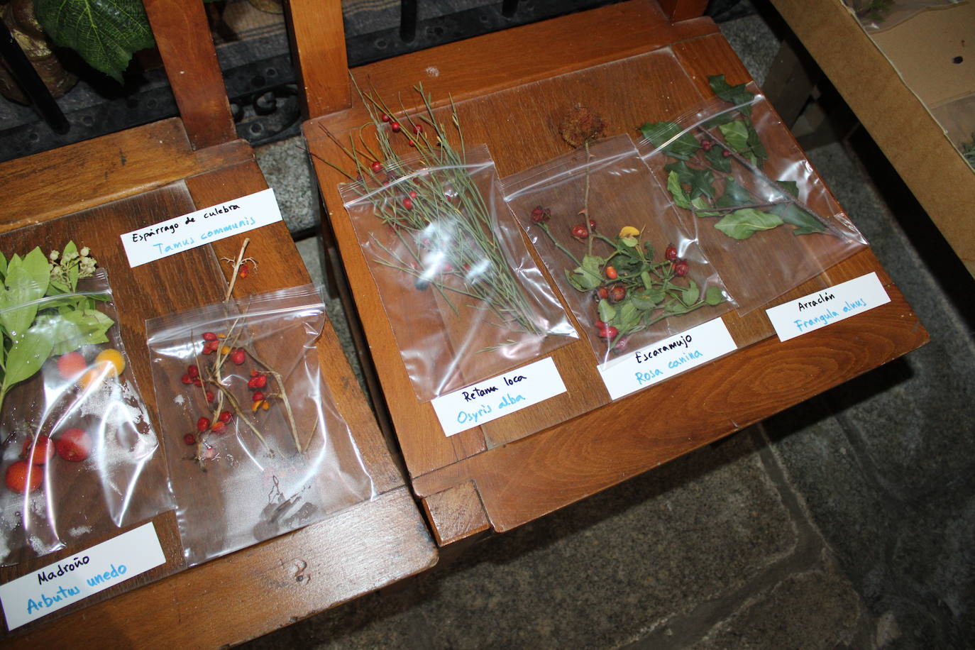 La Candela llena Navalmoral de Béjar