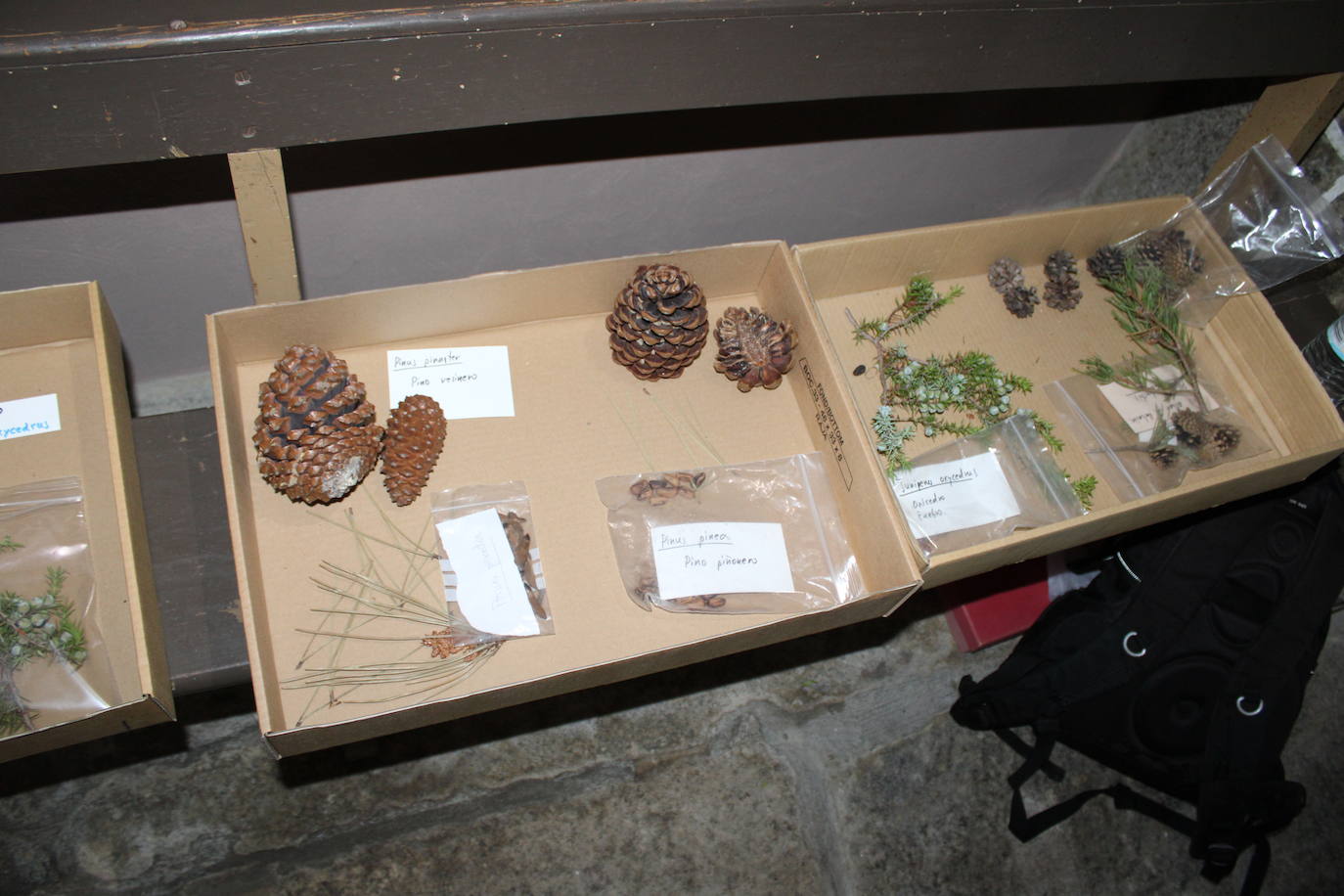 La Candela llena Navalmoral de Béjar