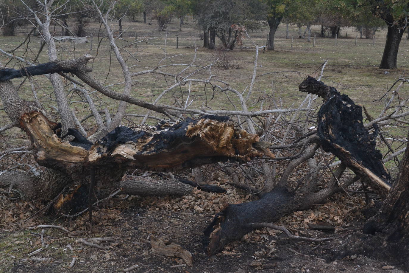 Los ganaderos de Cipérez piden “aprender de los errores”