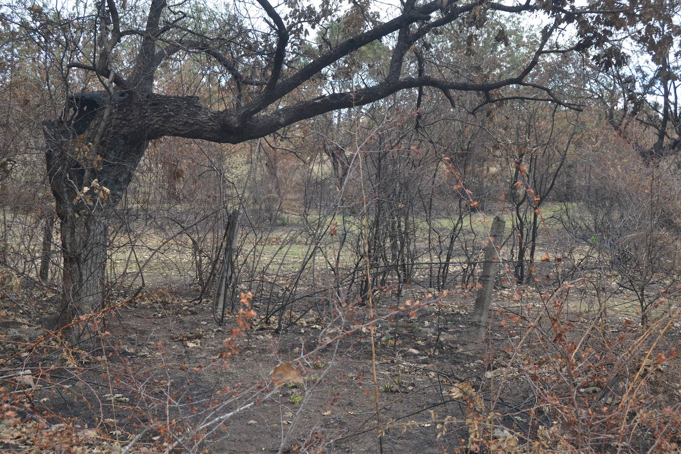 Los ganaderos de Cipérez piden “aprender de los errores”