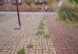 Una jungla en plena acera