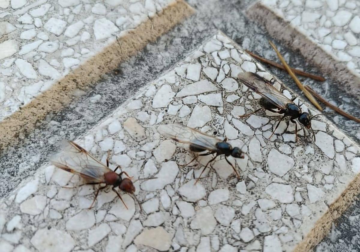 Ejemplares de hormigas aladas, en una de las calles de la ciudad.