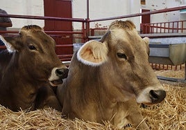 Ganado de raza autóctona.