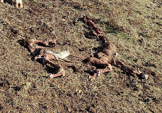 Imagen del ataque de los buitres al ganado.