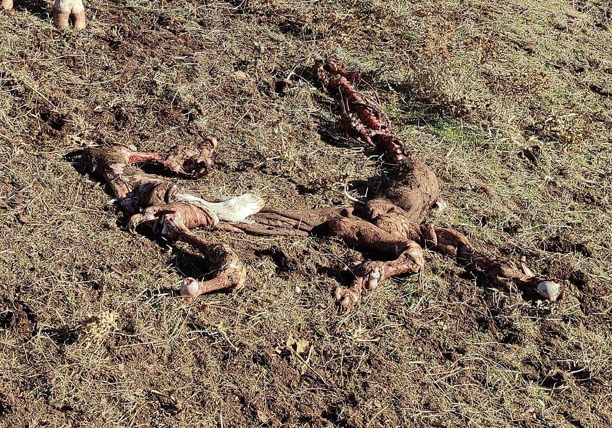 Imagen del ataque de los buitres al ganado.