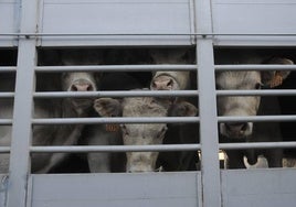 Dermatosis: Inmovilización muy puntual de ganado en Castilla y León de 21 días y «desaparece» la obligación de compra-venta directa