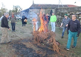 El faenado del animal abrió la actividad festiva en Cristóbal