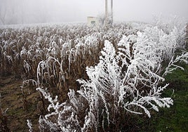 Imagen de una parcela afectada por el frío.