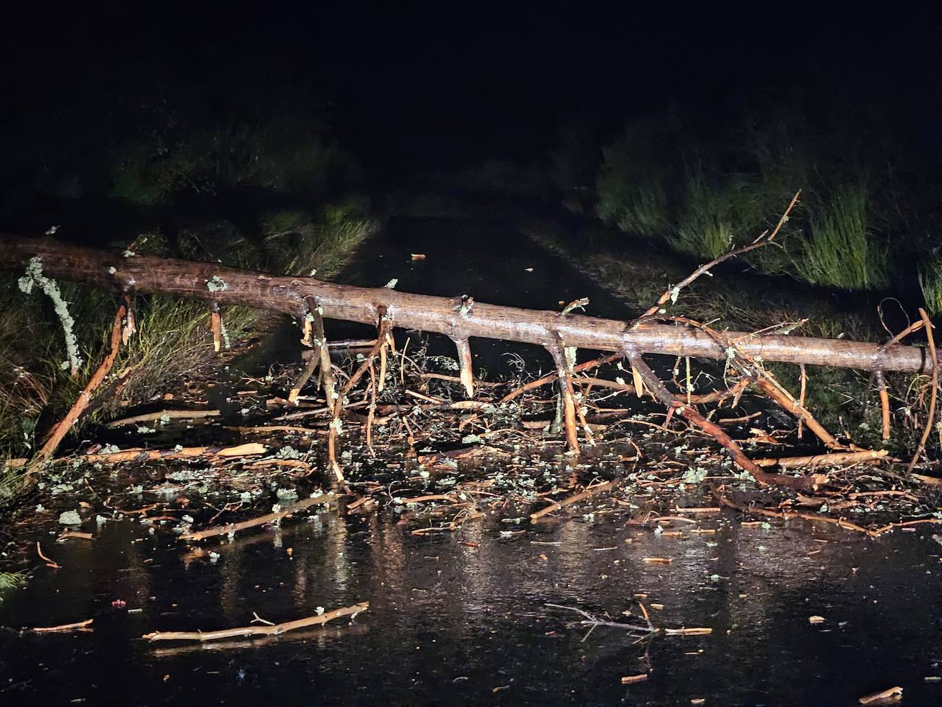 Imagen del árbol caído.