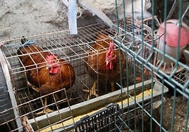 Una imagen de unas gallinas en una granja en Lugo.