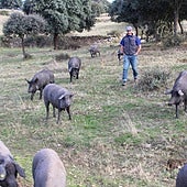 Faustino Prieto, con los cerdos que cambió ayer de finca a pie para que aprovechen las bellotas.