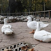 Patos, en La Alamedilla.