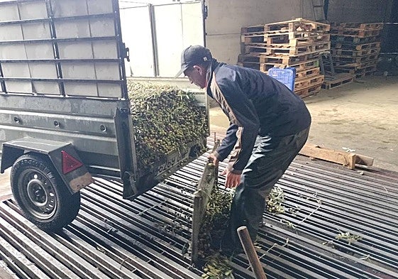 La almazara de Lagunilla abrió ayer, pero con poca actividad por la lluvia.