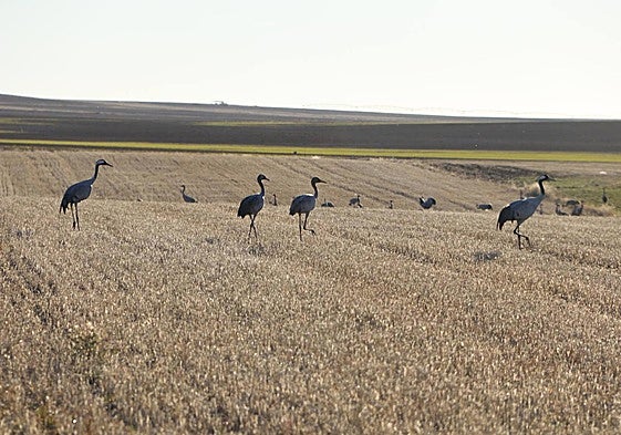 Grullas, en un campo de la comarca de Peñaranda.