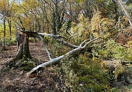 Estado del haya tras el paso de las borrascas.