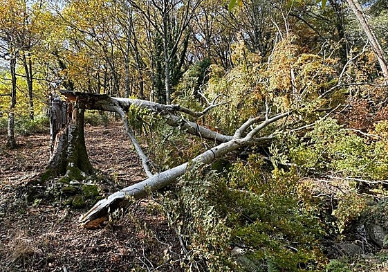Estado del haya tras el paso de las borrascas.