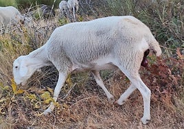 Una de las ovejas del rebaño de Ismael Gómez, con problemas por la lengua azul.