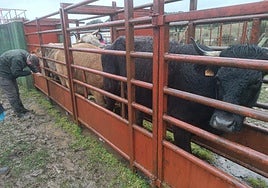 Saneamiento ganadero.