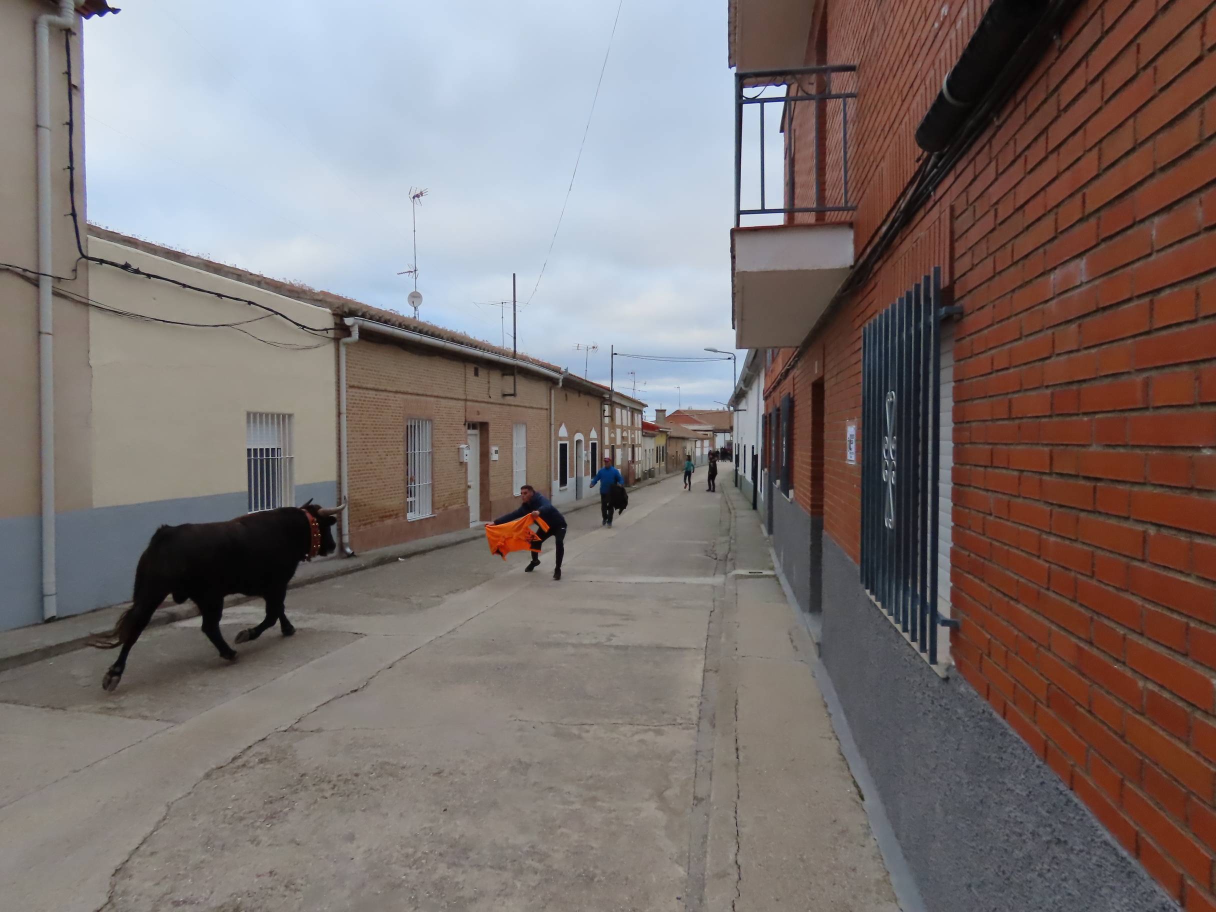 El Toro de San Andrés llena las calles de Palaciosrubios