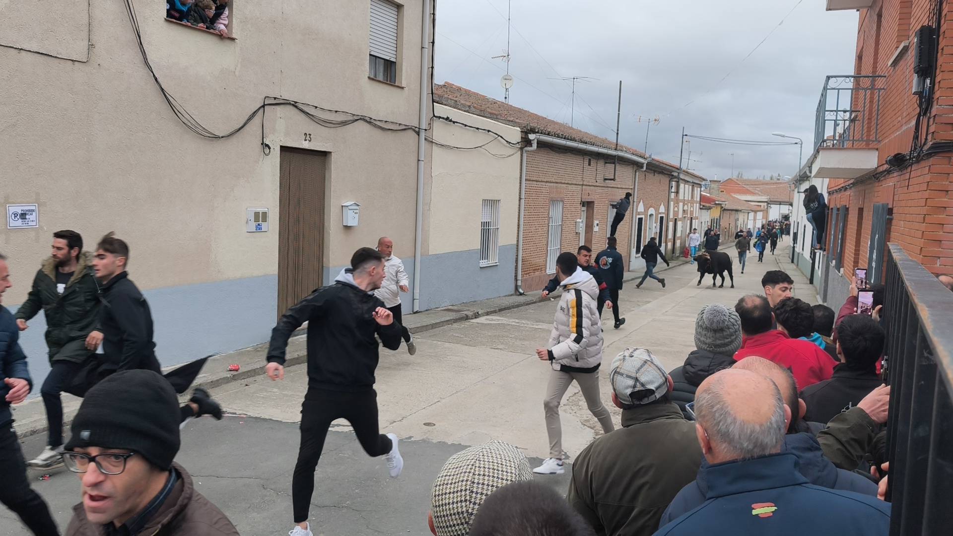 El Toro de San Andrés llena las calles de Palaciosrubios