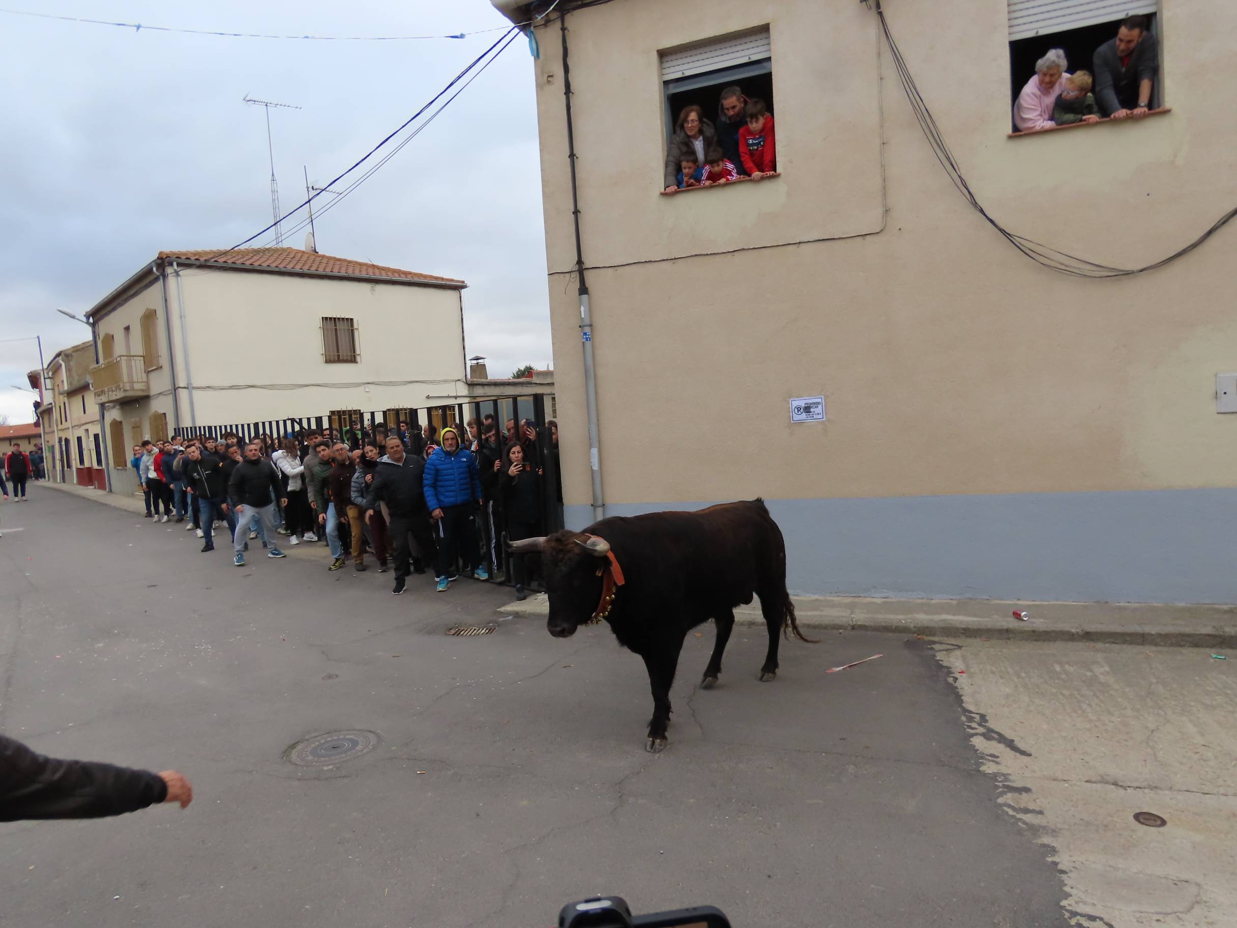 El Toro de San Andrés llena las calles de Palaciosrubios