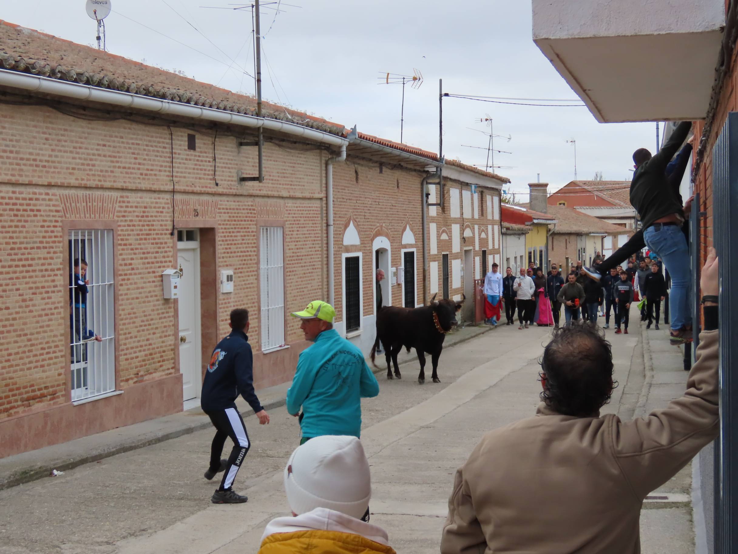 El Toro de San Andrés llena las calles de Palaciosrubios