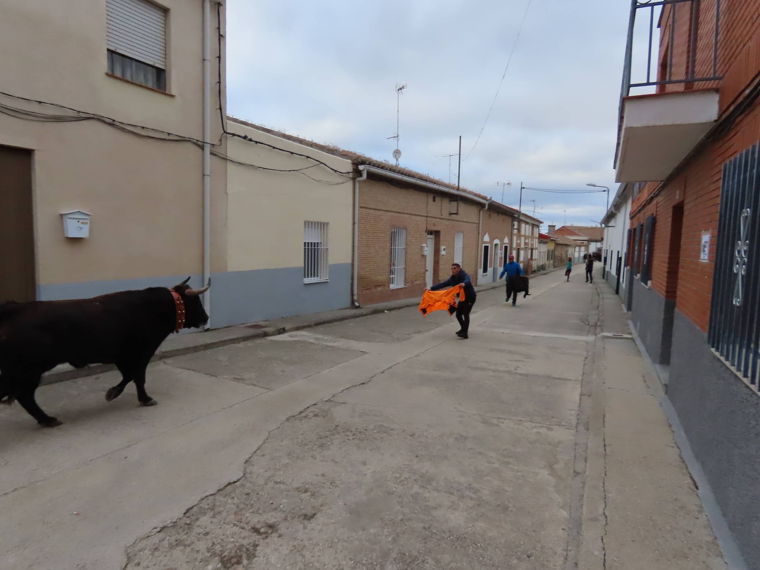 El Toro de San Andrés llena las calles de Palaciosrubios