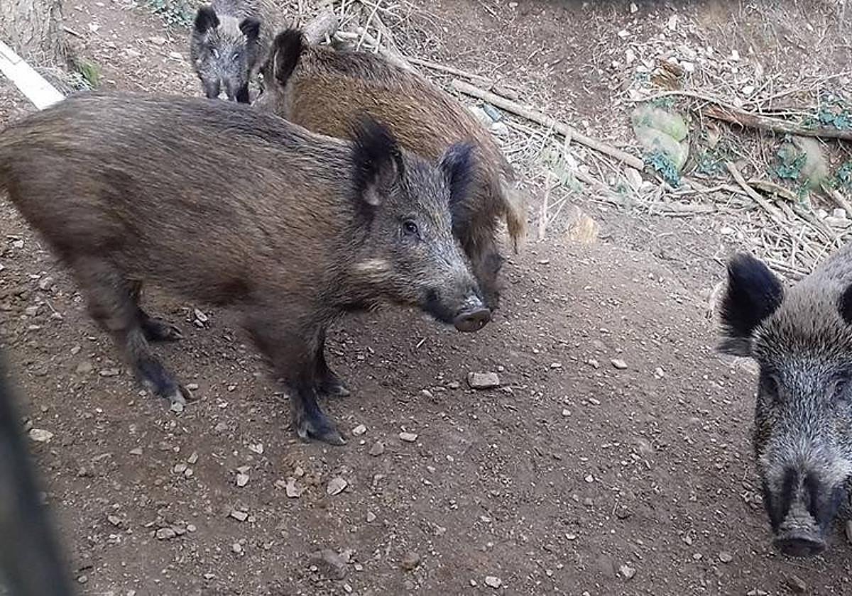 Un grupo de jabalies.