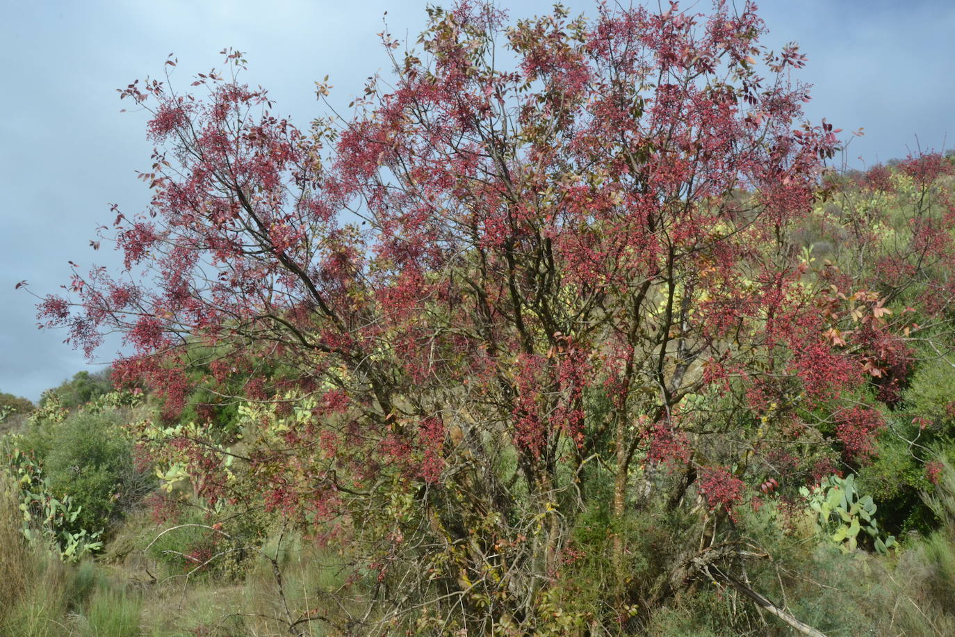 El Camino de Hierro estrena ruta y centro de visitantes