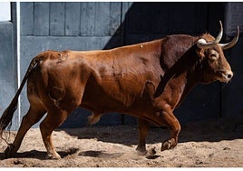 Un toro de Garcigrande, en los corrales de la plaza de toros de Las Ventas.