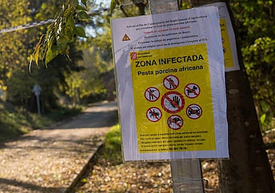 Zona de cuarentena por la peste porcina africana en Cerdanyola del Vallés.