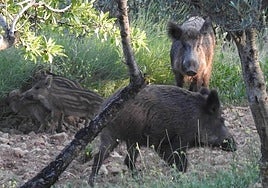 ¿Por qué es tan difícil controlar el brote de peste porcina africana?