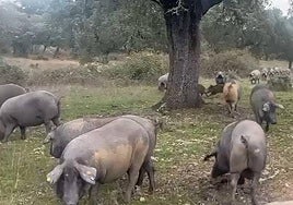 El difícil control de la peste porcina africana en la dehesa