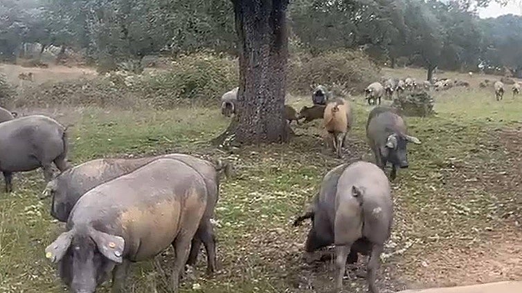 El difícil control de la peste porcina africana en la dehesa