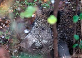 Foto de archivo de un jabalí.