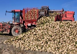Descarga de remolacha para su posterior transporte.