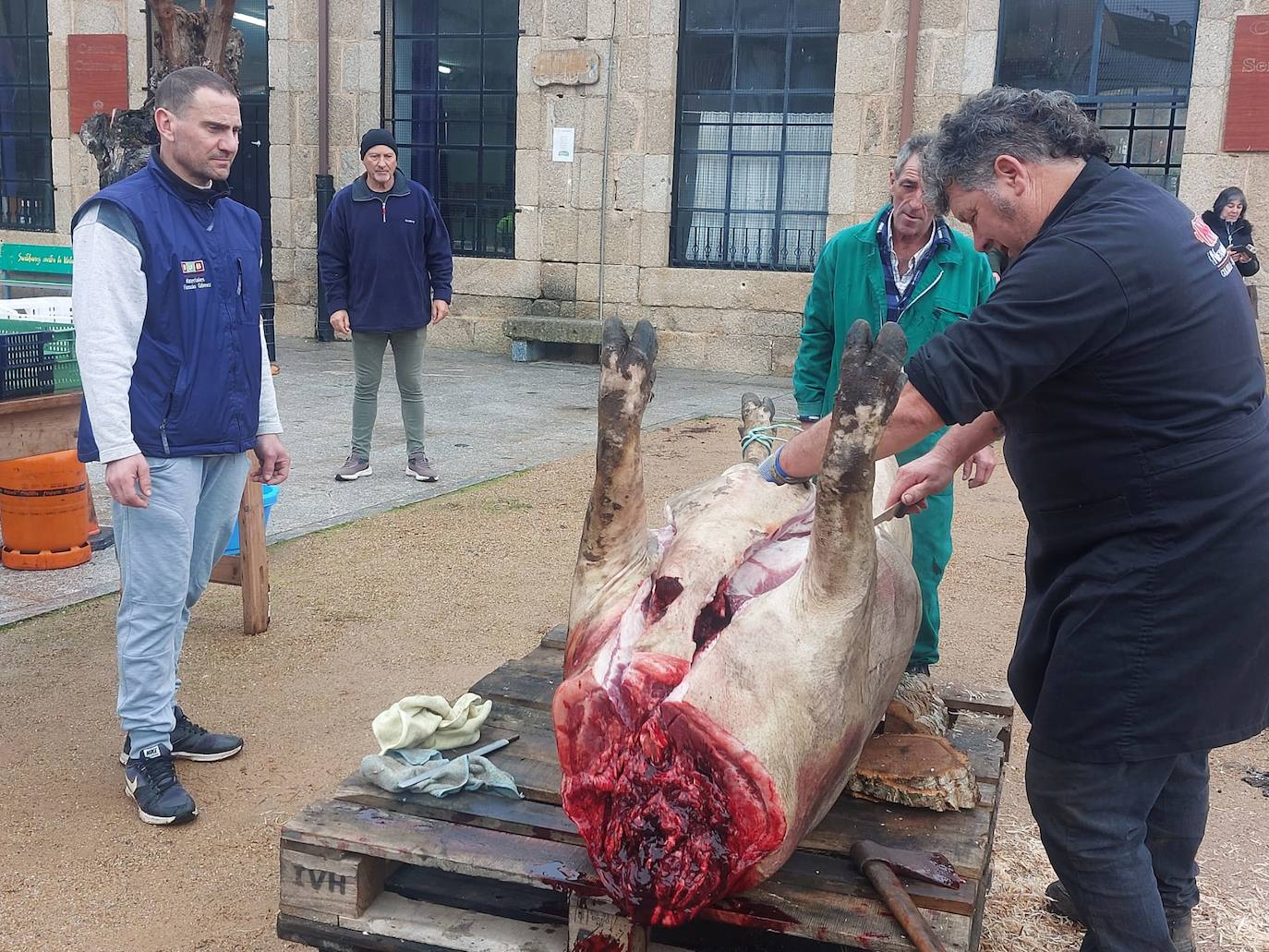 La llovizna no impide la matanza en Santibáñez de la Sierra